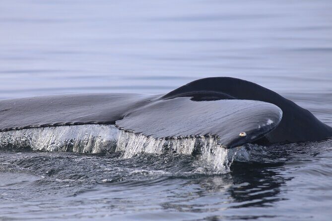 Whale Wonders Morning Expedition from Reykjavík - The Simple Flow of the Expedition: Where You Spend Your Time
