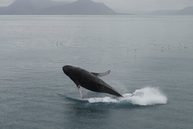 Whale Wonders Morning Expedition from Reykjavík - What Happens If There Are No Sightings