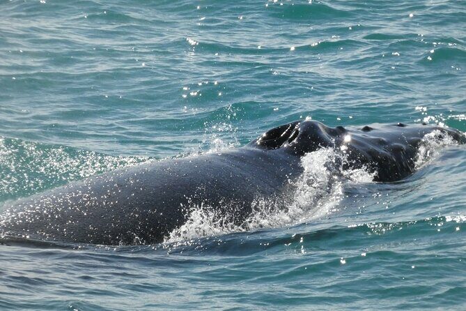 Whale Wonders Morning Expedition from Reykjavík - Who This Tour Best Suits (And Who Might Want a Different Style)