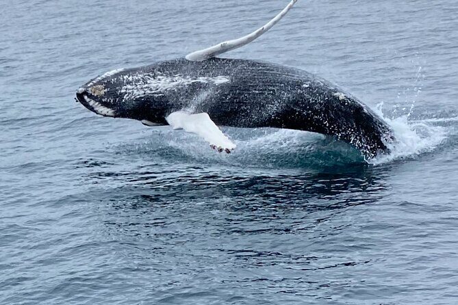 Whale Wonders Morning Expedition from Reykjavík - Price and What You Actually Get for $97