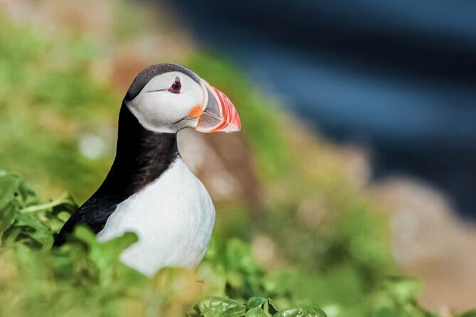 Whales and Puffins Tour from Husavik - Key things worth your attention
