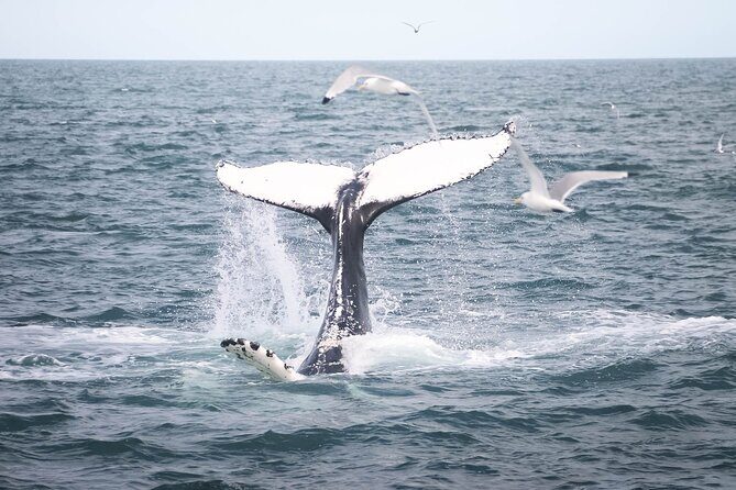 Whales and Puffins Tour from Husavik - Skjálfandi Bay: where your wildlife wish list gets realistic