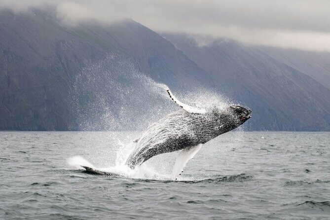 Whales and Puffins Tour from Husavik - Price and value: why $130 can work (or not) for you