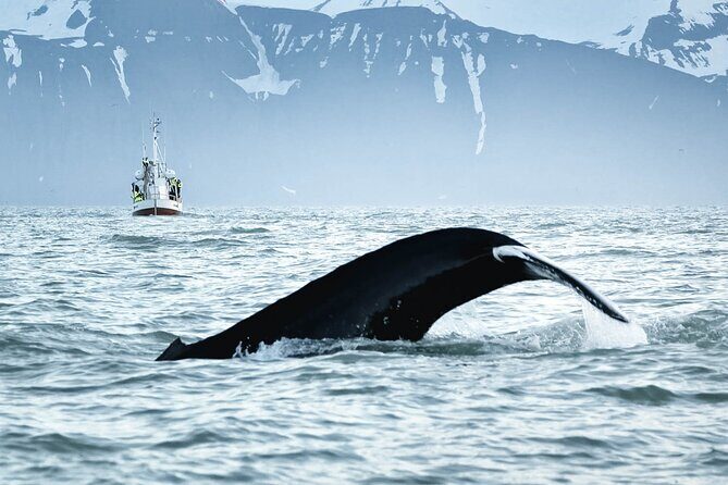 Whales and Puffins Tour from Husavik - Getting to the boat: North Sailing and quick check-in tips