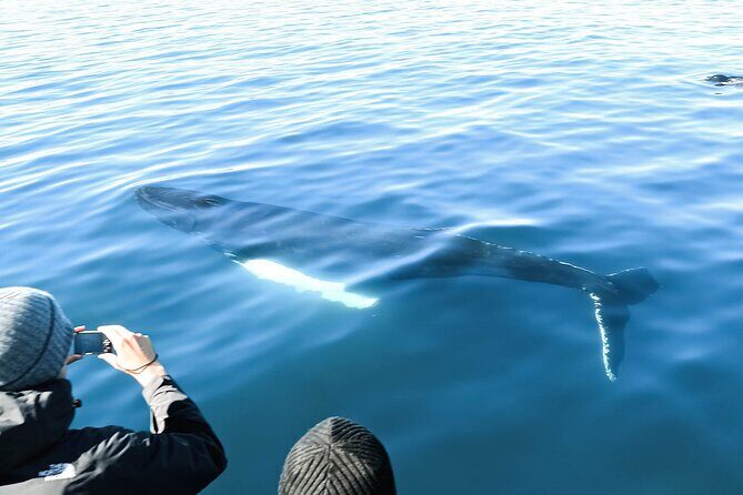 Whales and Puffins Tour from Husavik - Who should book this tour from Húsavík