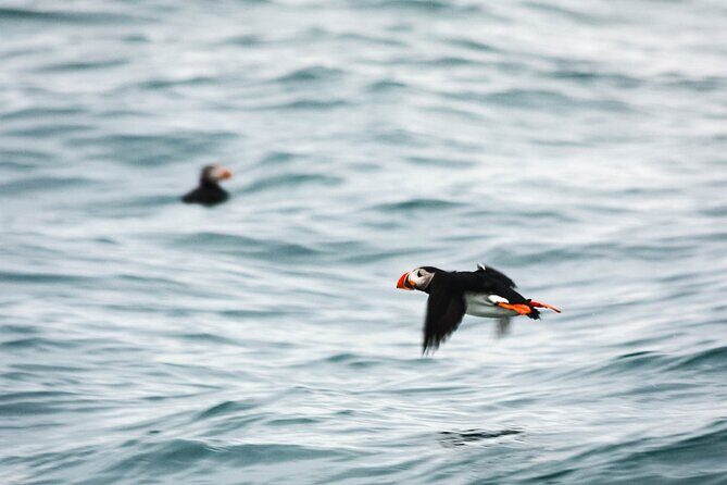 Whales and Puffins Tour from Husavik - The bottom line: should you book it?