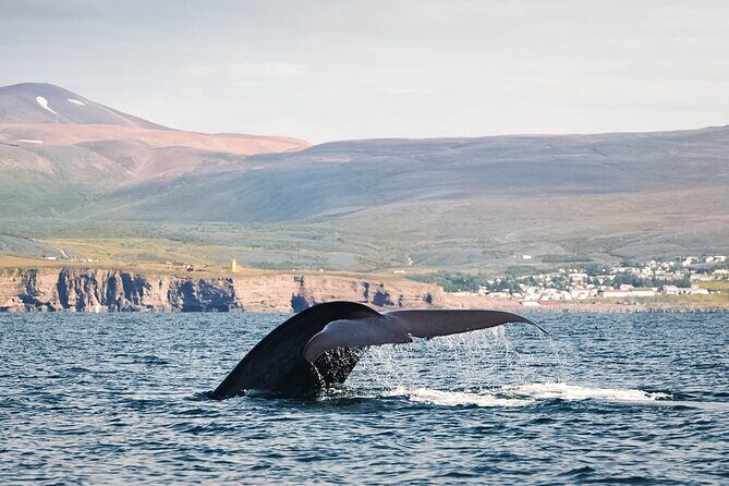 Whales and Puffins Tour from Husavik - Whale watching in Skjálfandi: why the second half is worth it