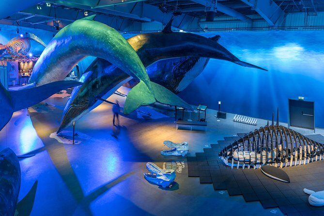 Whales Of Iceland Admission Ticket - Key things I’d bank on before you go