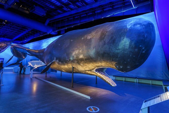 Whales Of Iceland Admission Ticket - Inside the museum: life-size whales, underwater sound, and a dark-cool vibe