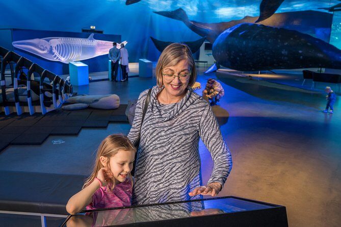 Whales Of Iceland Admission Ticket - Fin Whale Theatre documentaries: the showtimes are your pacing tool
