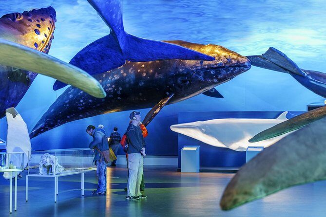 Whales Of Iceland Admission Ticket - The live English guided tours (11:00 and 15:00): small group, real Q&A