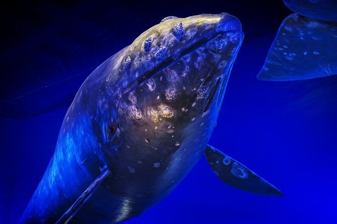Whales Of Iceland Admission Ticket - Price and value: is $34.84 fair for a model museum?