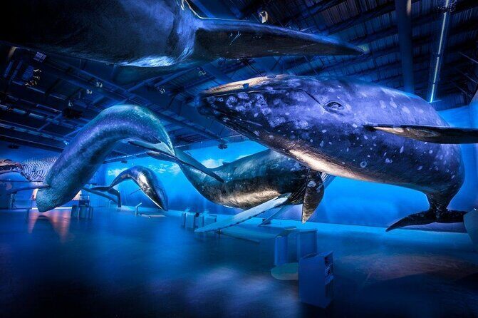 Whales of Iceland from Land and Sea - Key things that make this combo tour worth it