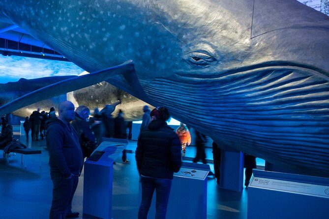 Whales of Iceland from Land and Sea - Reykjavik’s whale watch plus the Whales of Iceland museum