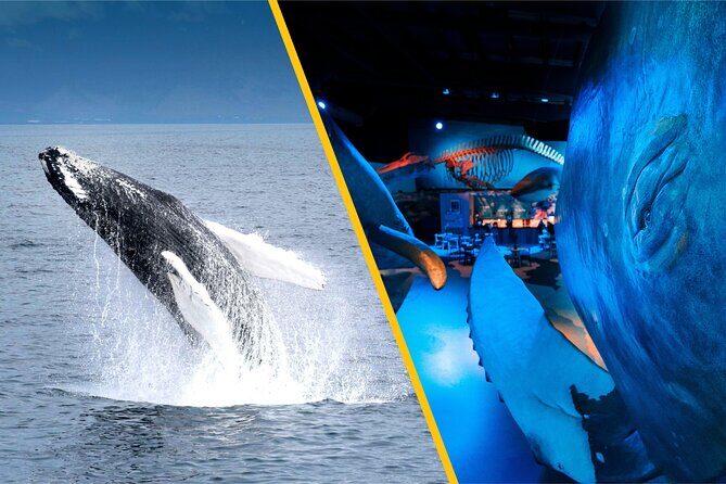 Whales of Iceland from Land and Sea - The whale hunt in Faxaflói Bay (and what you’ll actually look for)