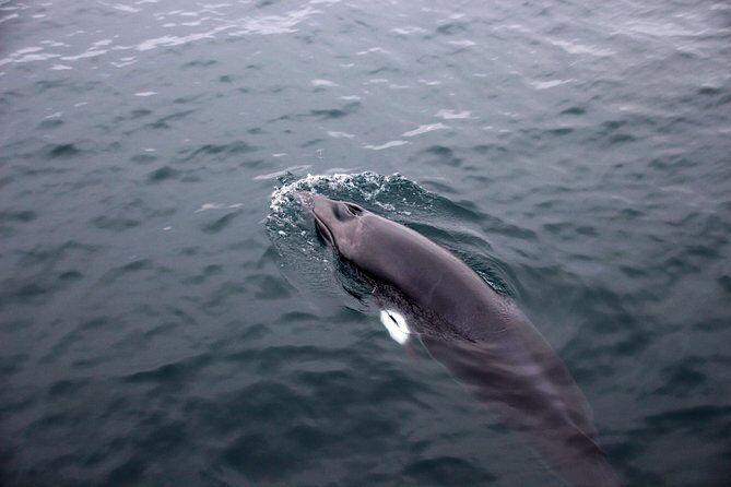 Whales of Iceland from Land and Sea - Comfort reality check: overalls, indoor seating, and sea sickness tablets
