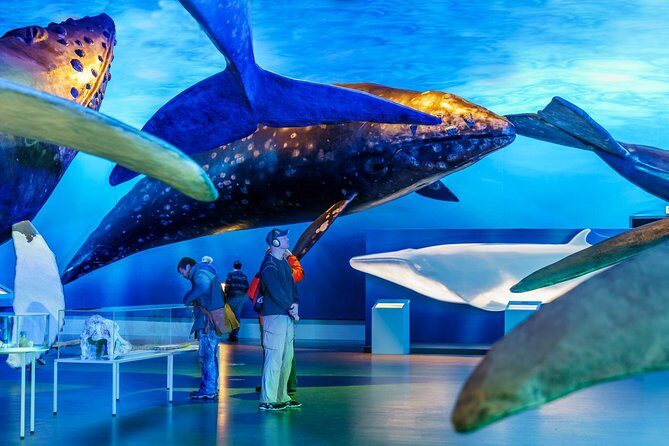 Whales of Iceland from Land and Sea - Boat size, seating, and how to pick where to stand
