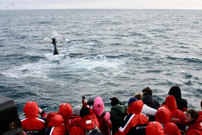 Winter Whale Watching and Northern Lights Cruise from Reykjavik - Food and Drinks: Keep Your Expectations Straight