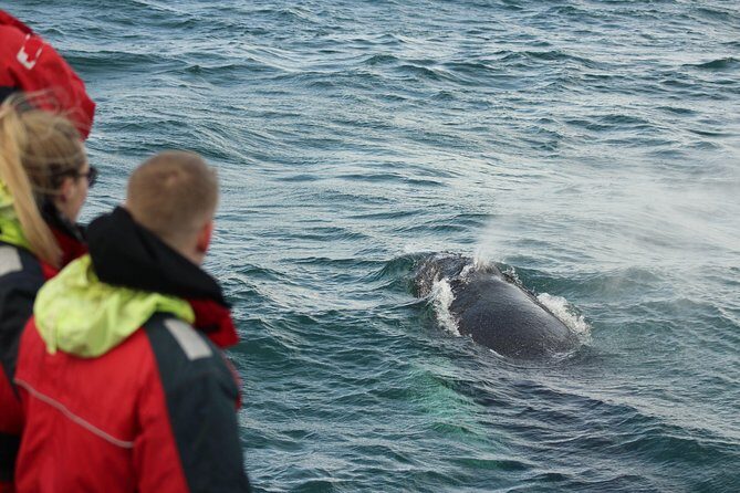 Winter Whale Watching and Northern Lights Cruise from Reykjavik - Price and Value: Is $198 a Fair Deal?
