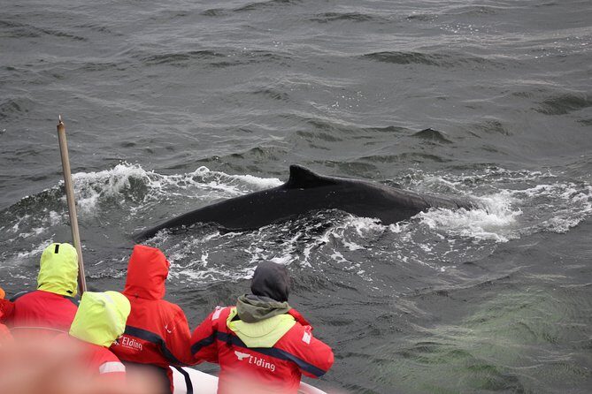 Winter Whale Watching and Northern Lights Cruise from Reykjavik - Who This Tour Fits Best (And Who Might Want Another Option)